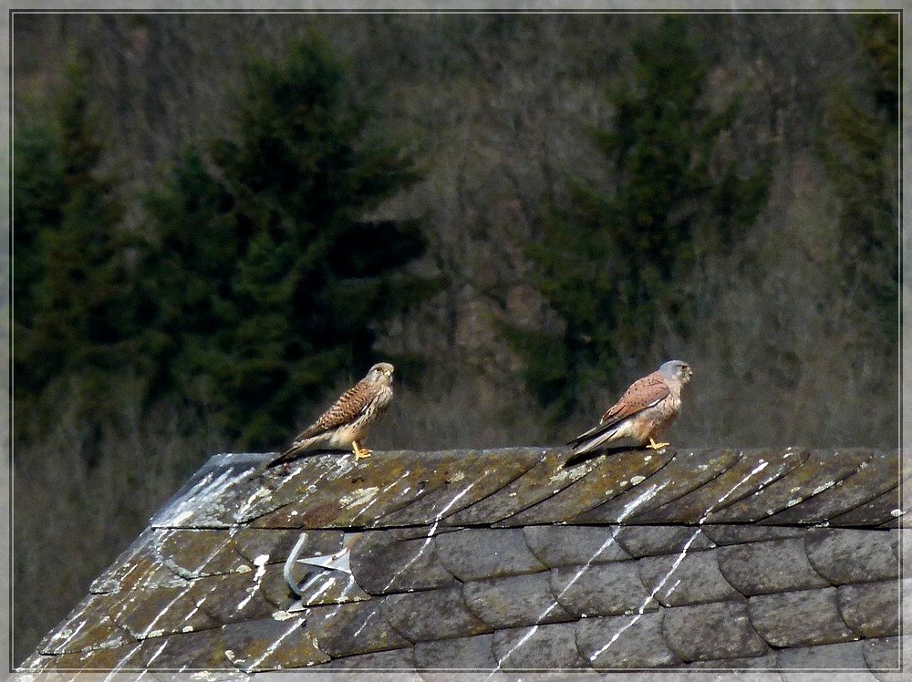 Eine alte Scheune in unserem Dorf scheint dem Turmfalken Prchen als Wohnung zu dienen. 16.04.2011 (Jeanny)