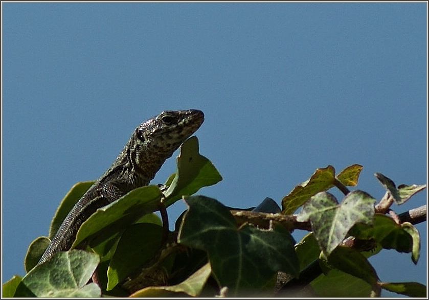 Eine Eidechse auf der Lauer
(15.03.2012)