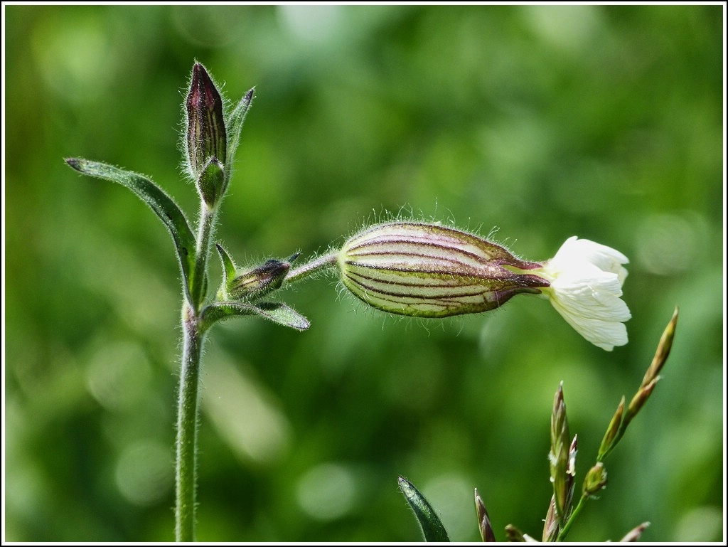 Eine haarige Angelegenheit. 07.07.2012 (Jeanny)