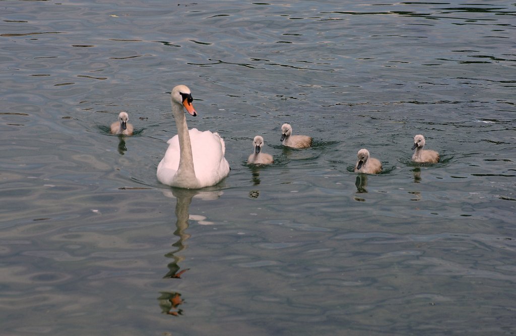 Eine Schwanenfamilie macht einen Ausflug
(08.06.2010)