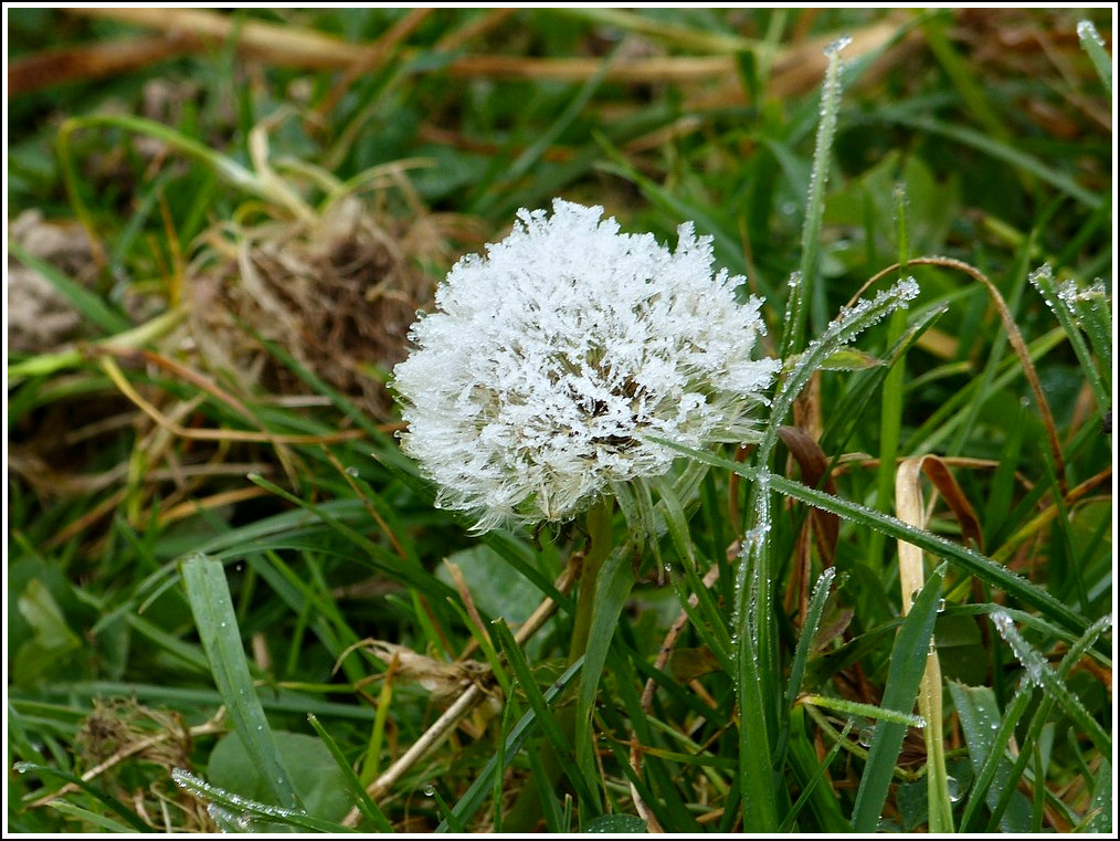 Eisblume. 16.11.2011 (Jeanny)