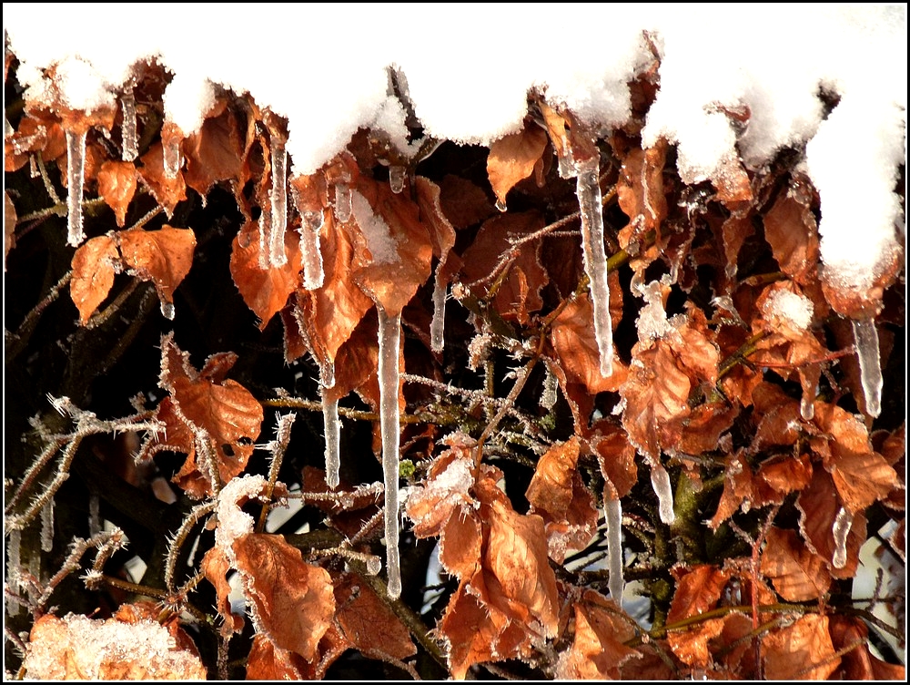 Eiszapfen an einer Buchenhecke. 31.12.2010 (Jeanny)