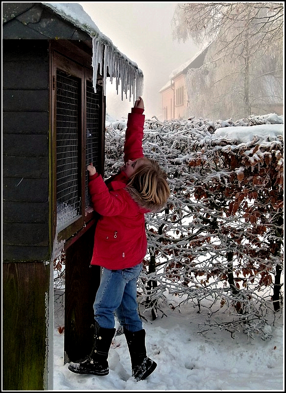 Eiszapfenpflcken am 31.12.2010 in Berl. (Jeanny)