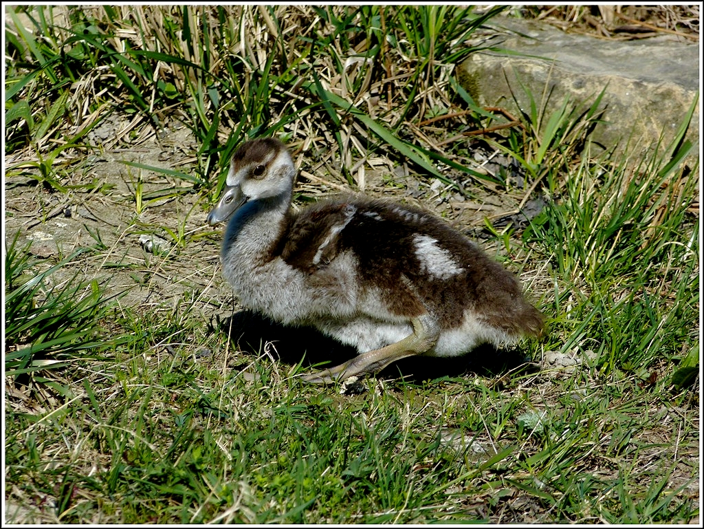 Erste Watschelversuche eines Nilganskckens. 01.04.2012 (Jeanny)