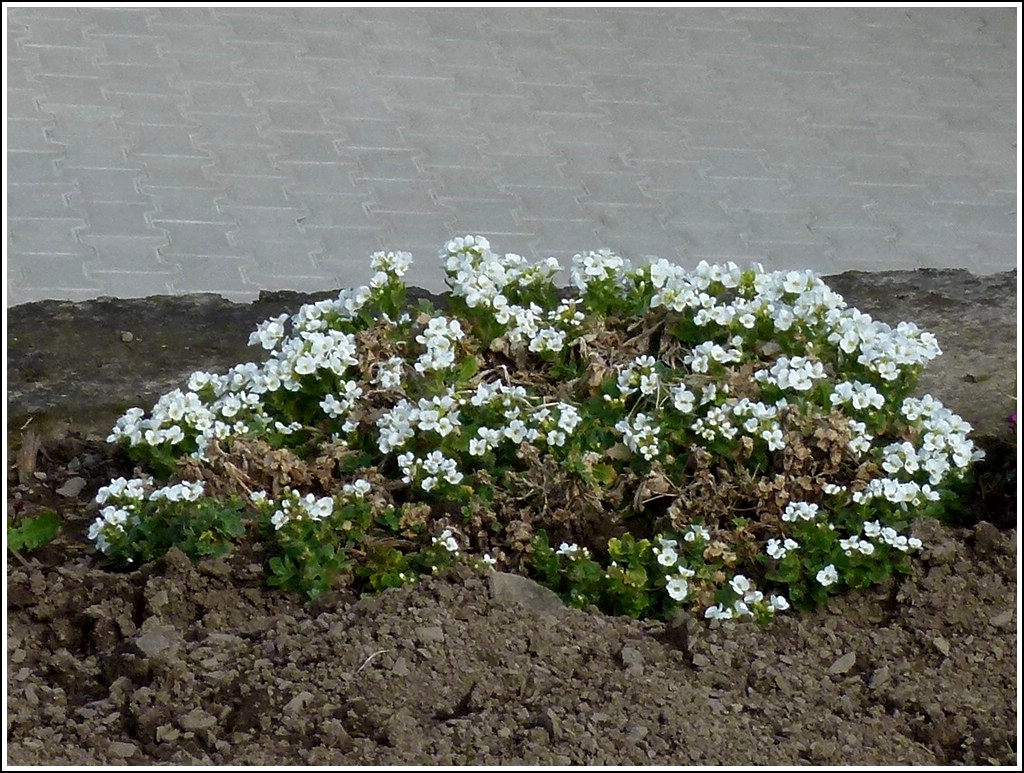 Es grnt und blht in unserem Garten. 04.04.2012 (Zo)