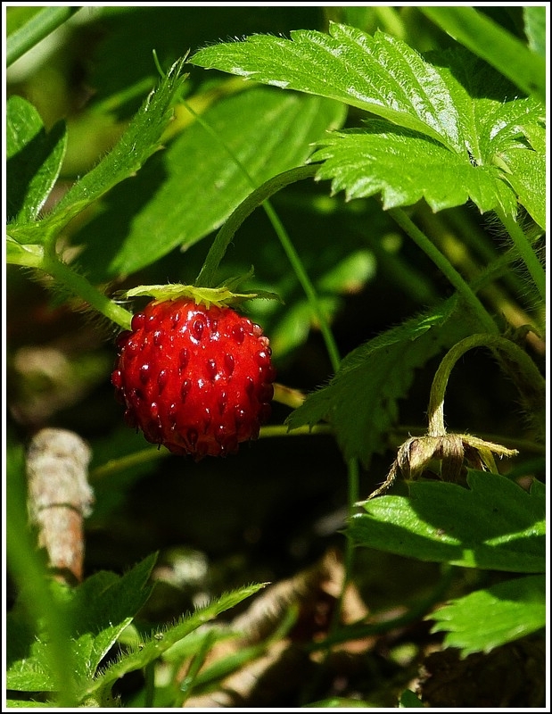 Es leuchtet rot im Wald. 22.07.2012 (Jeanny)