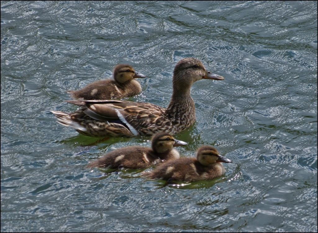 Familienausflug auf der Musel. 06.08.2012 (Jeanny)