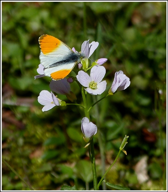 Farbtupfer. 29.04.2012 (Hans)