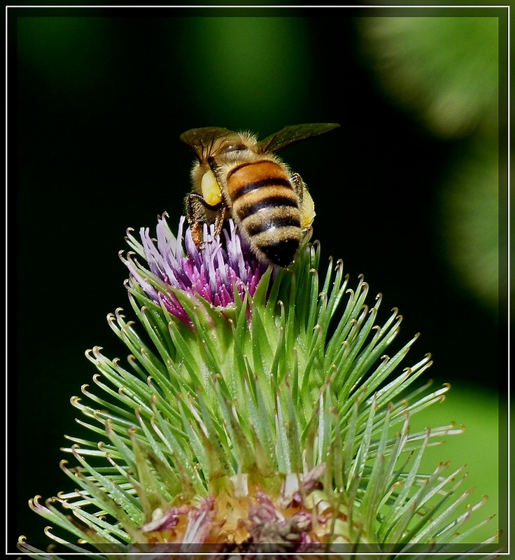 Fleiige Biene. 20.08.2011 (Jeanny)