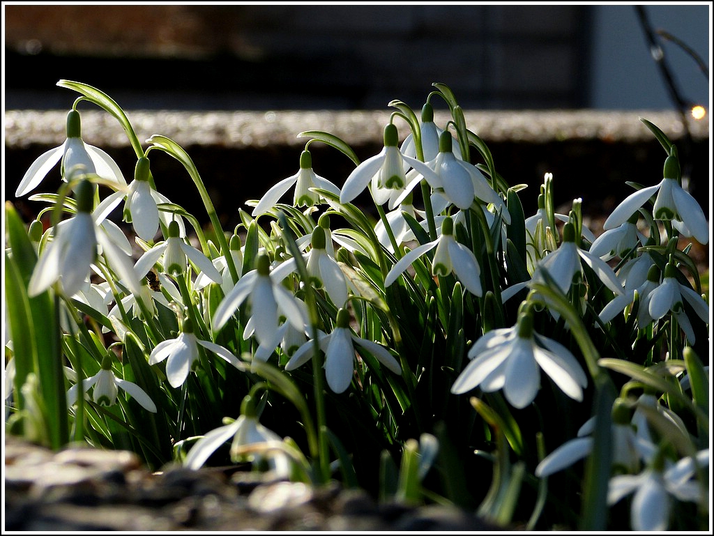 Frhlingserwachen (II). 01.03.2012 (Jeanny)