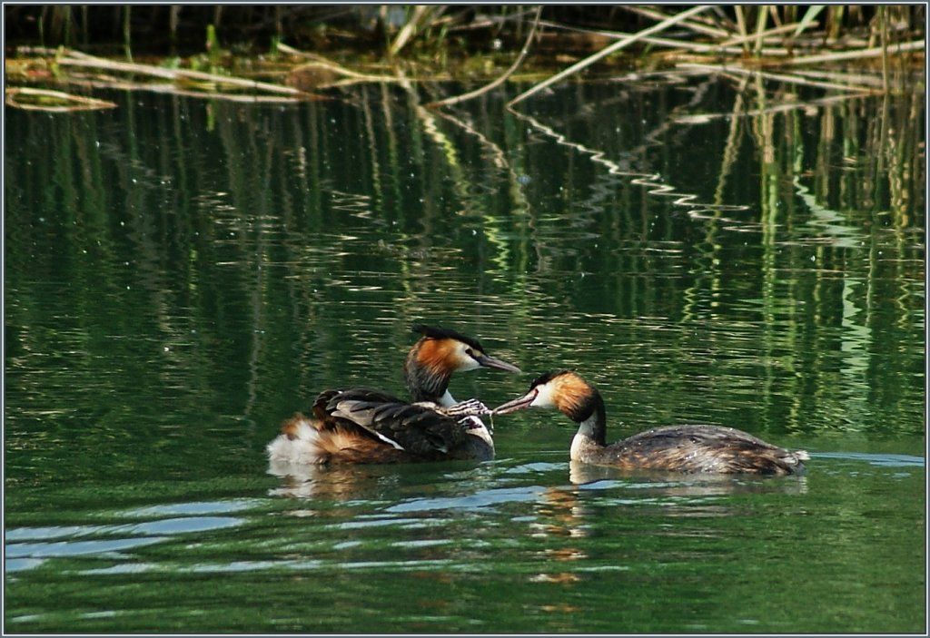 Ftterung des Nachwuchs...
(02.07.2013)