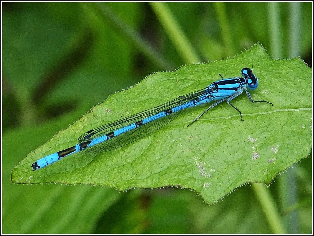 Gemeine Becherjungfer (Enallagma cyathigerum) whrend einer kurzen Rast auf einem Blatt. 22.07.2012 (Jeanny)