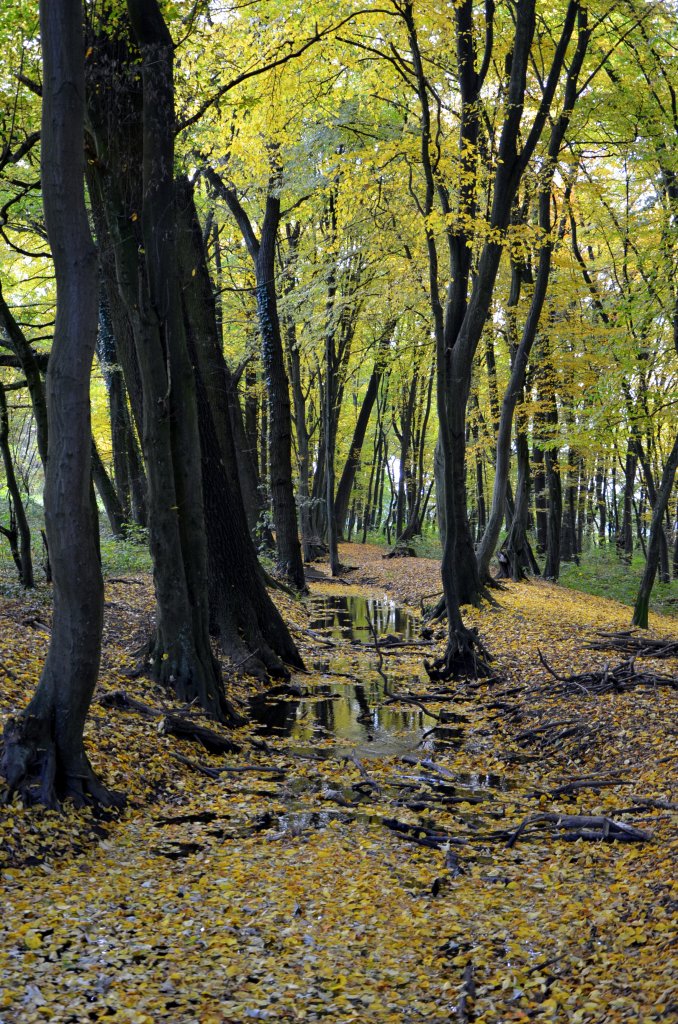 Herbst im Knigsforst. Der Knigsforst ist ein Naherholugsgebiet im sdstlichen Teil von Kln. Am 21.Oktober 2012 wird der Kurtenwaldbach vom gelben Herbstlaub fast zugedeckt. In der Nhe ist das Gut Leidenhausen mit Greifvogelstation und die Trainingsrennbahn vom Gestt Rttgen.