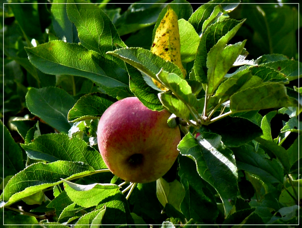 Herbststimmung. 10.09.2011 (Jeanny)