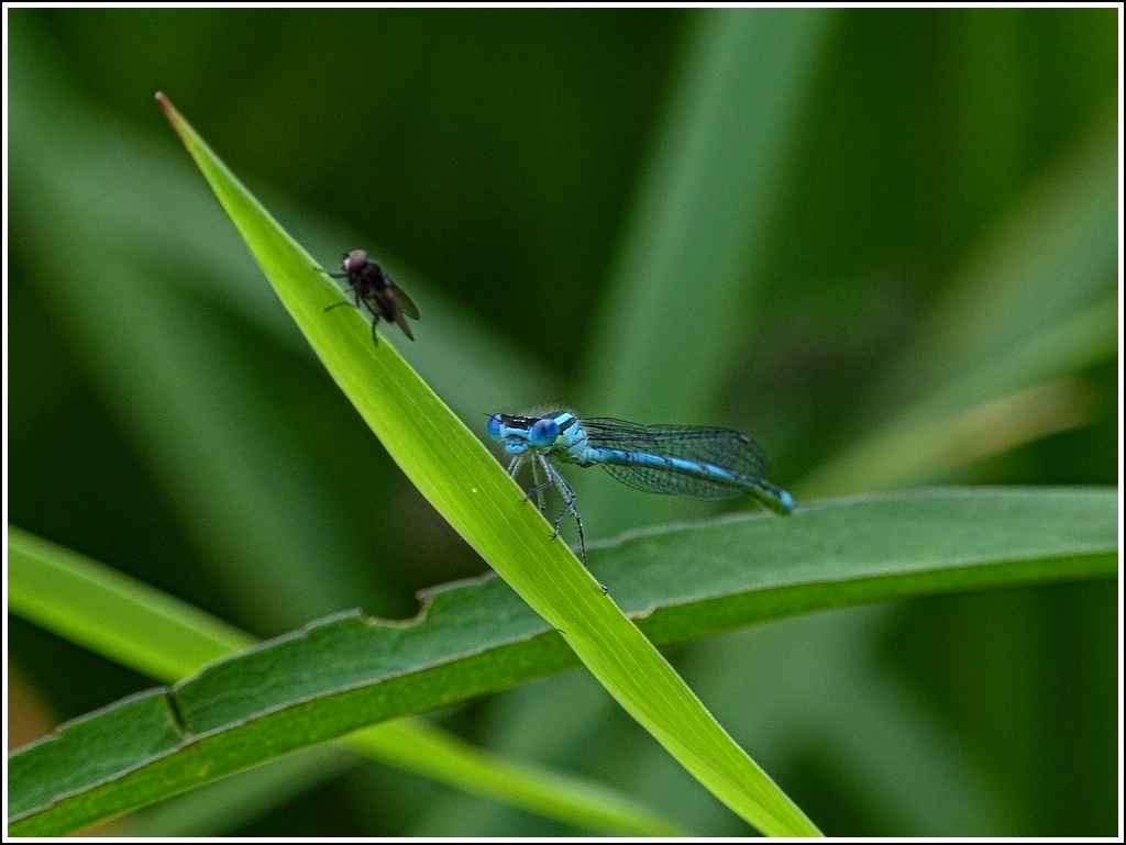 Kstliches aus der Sicht der Libelle. 29.07.2012 (Jeanny)