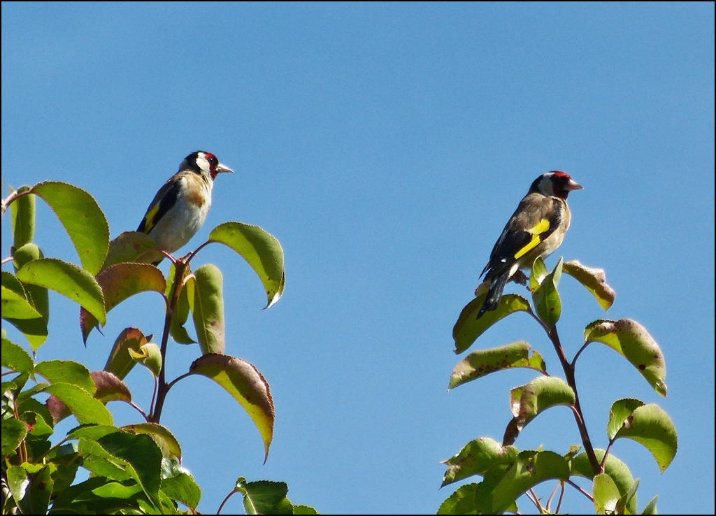 Madame und Monsieur Stieglitz zu Besuch in unserem Garten. 17.08.2012 (Jeanny)