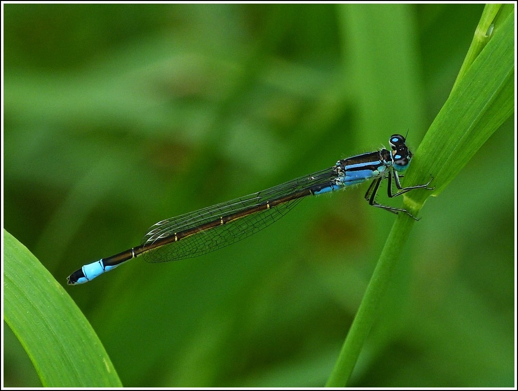 Mnnchen der Groe Pechlibelle (Ischnura elegans). 29.07.2012 (Jeanny)