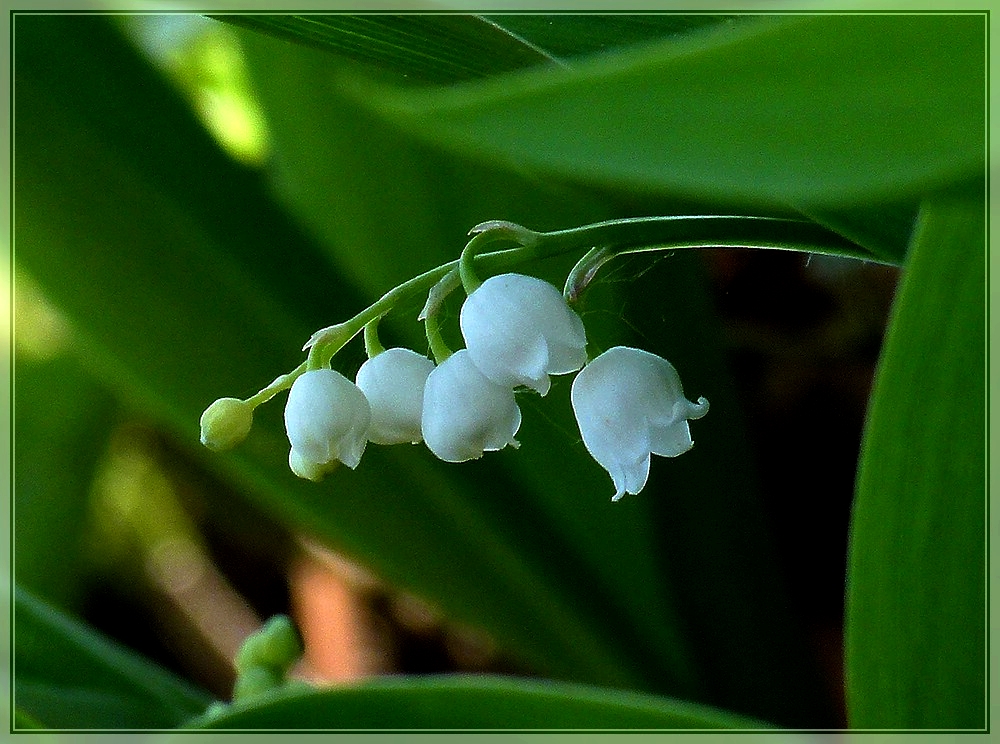 Mai im Wald. 07.05.2011 (Jeanny)