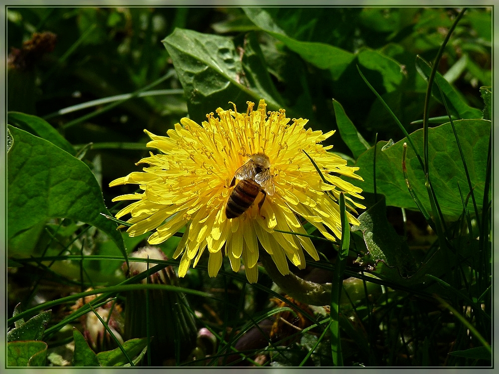 Nektarsuche auf der Wiese. 07.05.2011 (Jeanny)