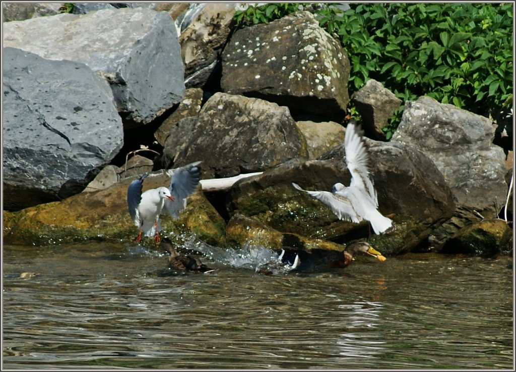 Platz da, das ist mein's! Der Mensch fttert und die Tiere streiten sich...
(10.08.2012)