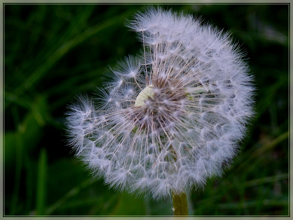 Pusteblume 05.05.2011 (Jeanny)