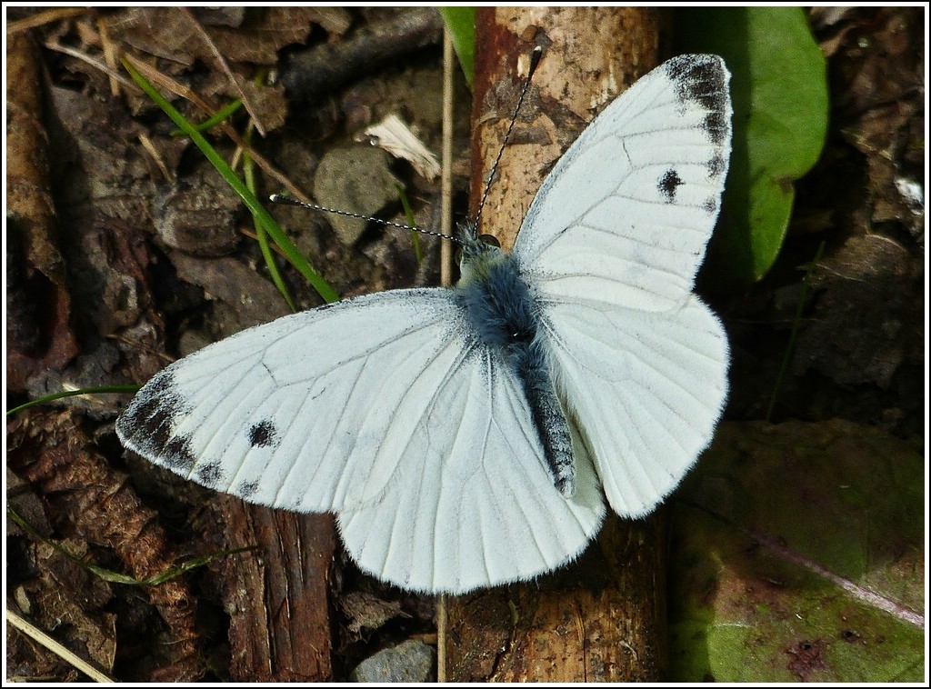 Rapsweiling oder Grnader-Weiling (Pieris napi). 20.07.2012 (Hans)