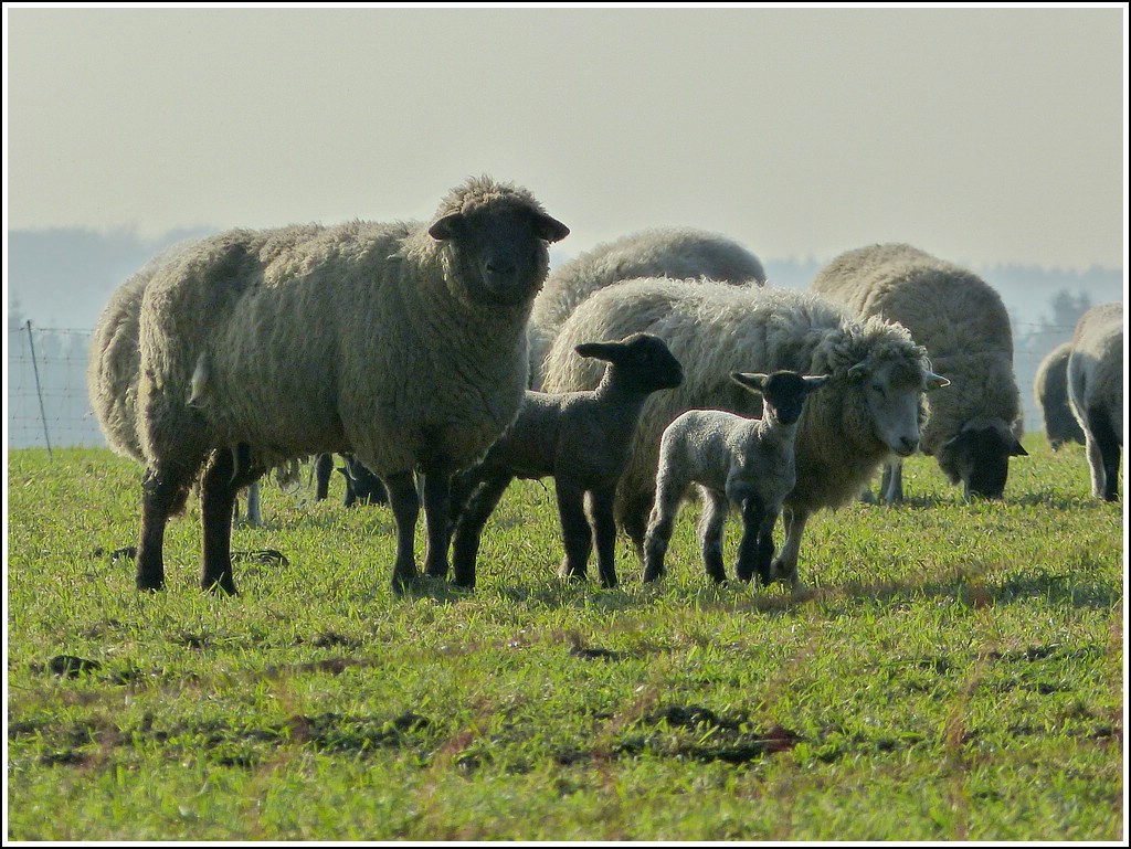 Schau mal, wir werden fotografiert. 14.03.2012 (Jeanny)