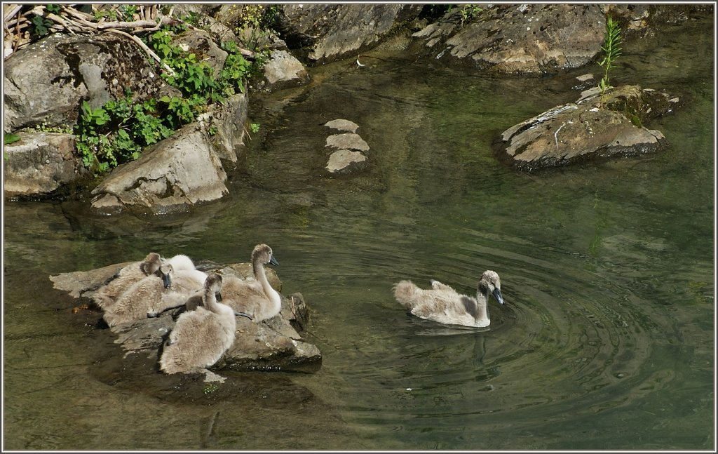  Schaut mal, ist ganz einfach und gar nicht kalt , scheint der junge Schwan seine Geschwister zu sagen um sie ins Wasser zu locken.
(04.07.2011)