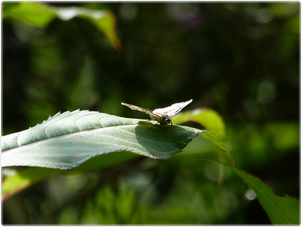 Schmetterling im Wald. 09.08.2012 (Hans)