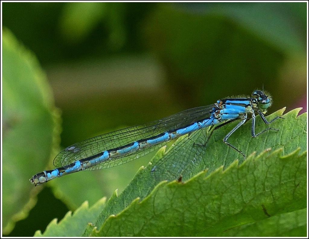 Soeben gelandet. [Blaue Federlibelle (Platycnemis pennipes)]  22.07.2012 (Jeanny)