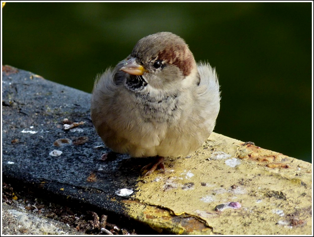 Spatz in Świnoujście. 23.09.2011 (Jeanny)