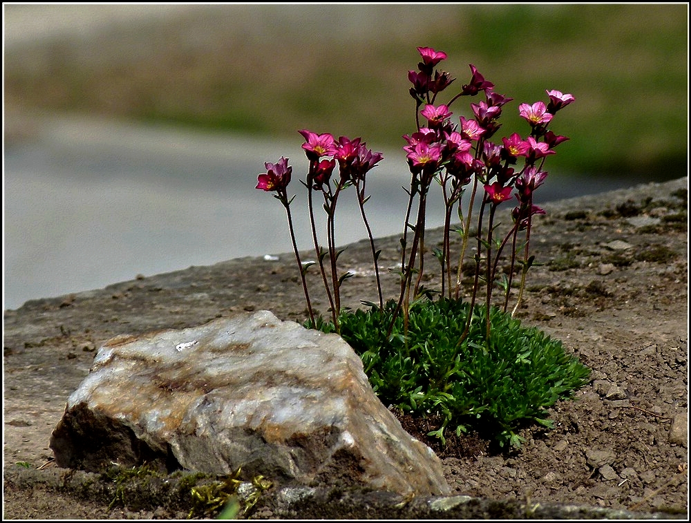 Steingarten. 11.04.2011 (Jeanny)