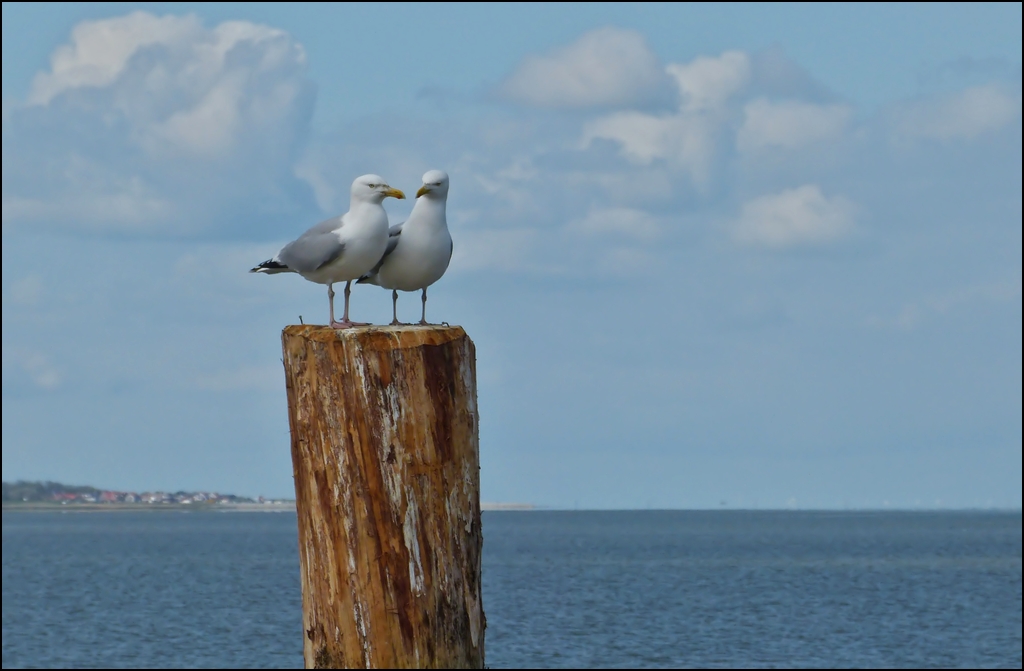 Traute Zweisamkeit an der Nordsee. 07.05.2012 (Hans)