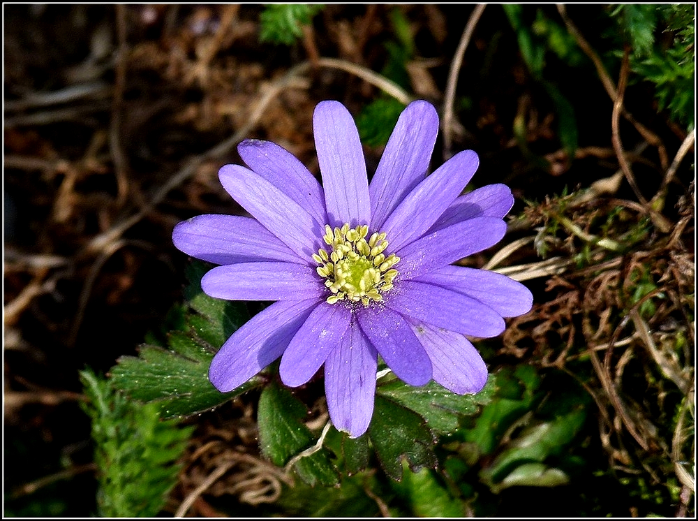 Unkraut kann auch schn sein. 26.03.2011 (Jeanny)