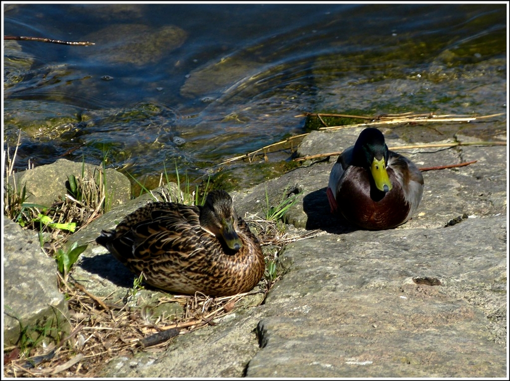 Whrend bei den Enten traute Zweisamkeit herrschte... 01.04.2012 (Jeanny)