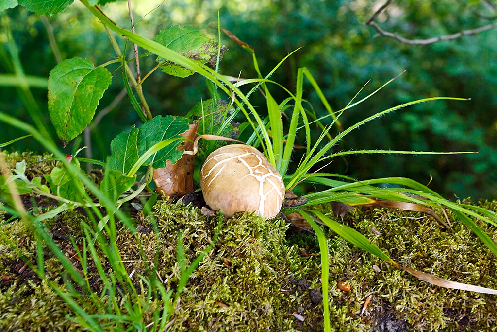 Was fr meinen hollndischen Freund – 
Ein Pilz – leider mit  Z 
Am 09.07.2013 im Basaltpark Bad Marienberg (Westerwald).