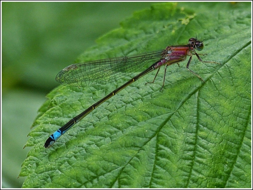 Weibchen der Groe Pechlibelle (Ischnura elegans). 29.07.2012 (Hans)