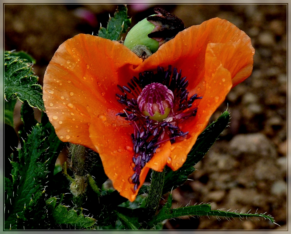 Weinender Klatschmohn. 24.0.2011 (Jeanny)