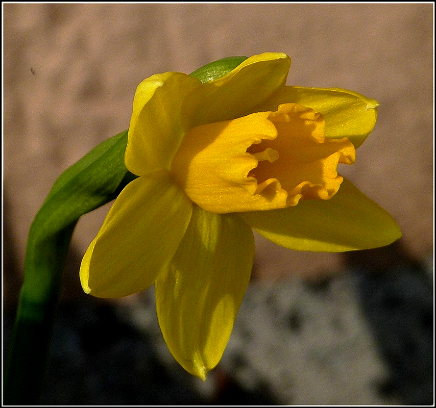 Wenn das mal wieder gut geht. Eine Narzisse ffnet am 05.03.2011 ihren Bltenkelch und streckt ihn vorsichtig der Sonne entgegen. Vor fast genau 3 Jahren sah diese Stelle in unserem Garten so aus: http://www.landschaftsfotos.eu/name/einzelbild/number/4998/kategorie/suchen/suchbegriff/De+Rond+Hans+und+Jeanny.html 