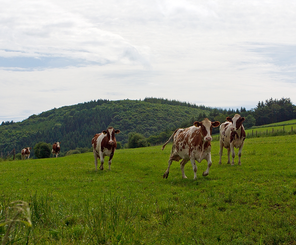 Wettlauf, wer zuerst die Linse putzen darf...
Am 16.06.2013 morgens an einer Wiese in Erpeldingen bei Wilz (Erpeldange-les-Wiltz). 