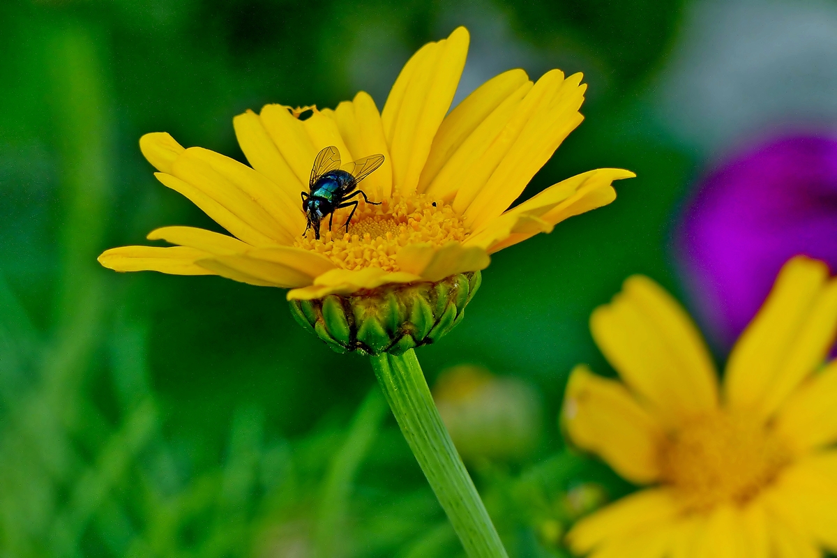 . Auch Fliegen lieben Margeriten. 11.08.2014 (Jeanny)