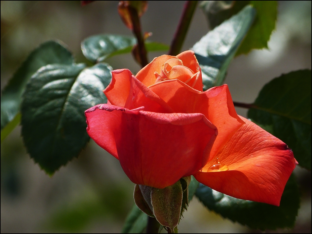 . Auf Regen folgt Sonnenschein. 27.08.2013 (Jeanny)