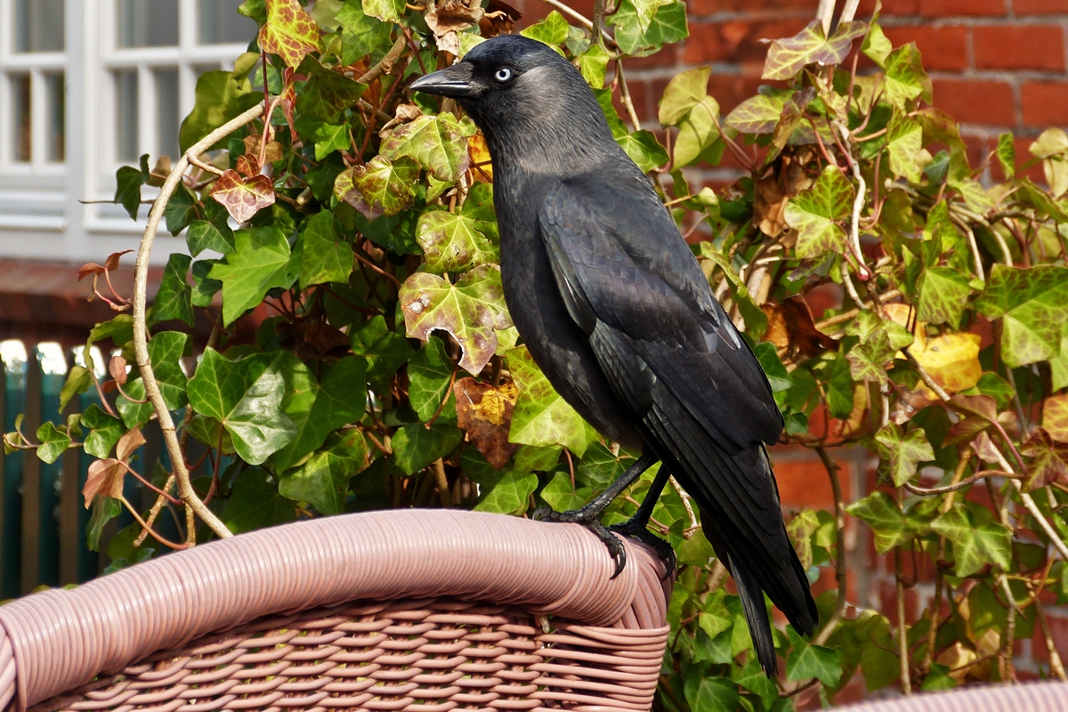 . Bekomme ich ein Stckchen vom Kuchen ab? Spiekeroog, 09.10.2014 (Hans) 