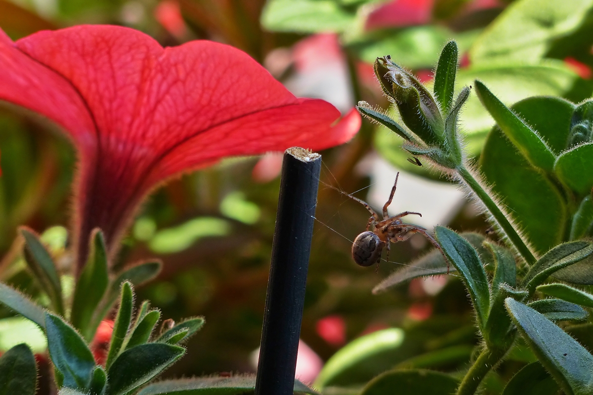 . Das Abendessen fest im Blick, verharrt die Spinne regungslos in ihrem Netz in der Hoffnung, dass es bald etwas Leckeres zu Futtern gibt. 09.09.2014 (Jeanny) 