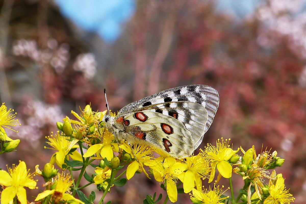 . Das Beste, was das Moseltal zu bieten hat - Der Moselapollo (Parnassius apollo vinningensis) gesehen in der Nhe von Winningen am 20.06.2014 (Jeannny)