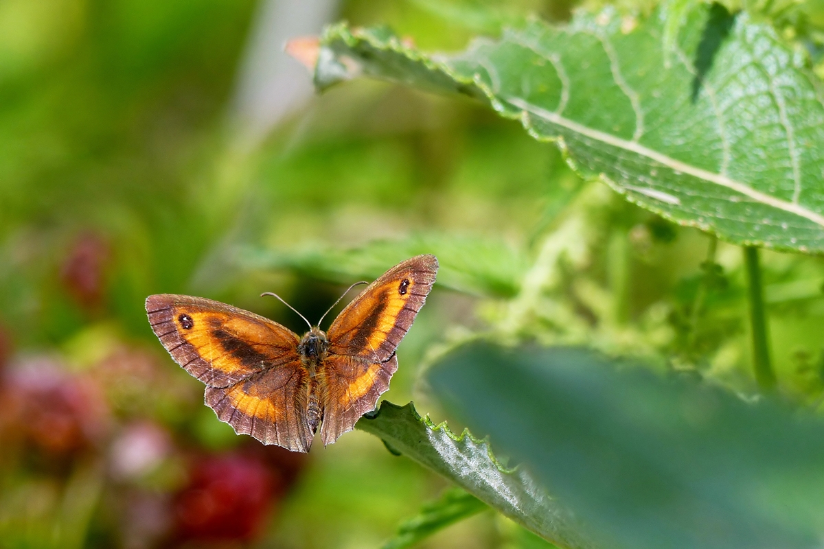 . Das Rotbraune Ochsenauge (Pyronia tithonus) ffnet seine Flgel fr einen kurzen Augenblick. 15.07.2015 (Jeanny)