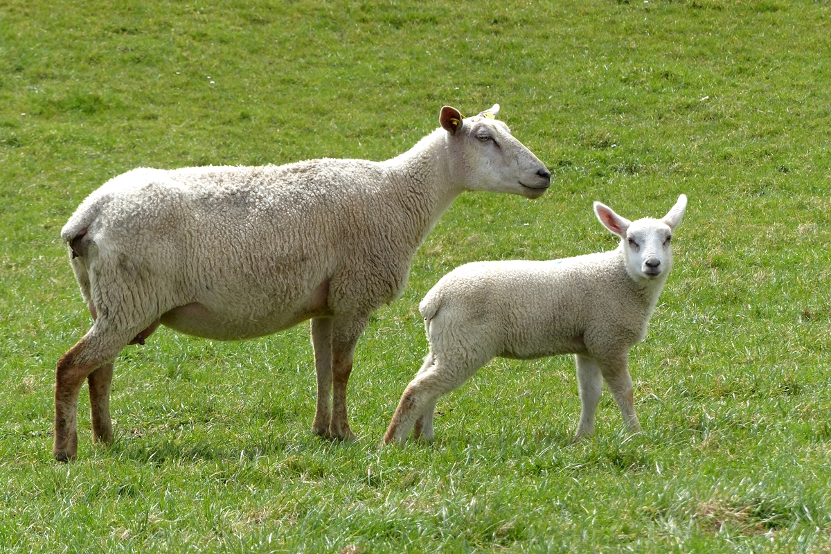 . Deichpflege am Fedderwarder Deich . 12.04.2018 (Jeanny)