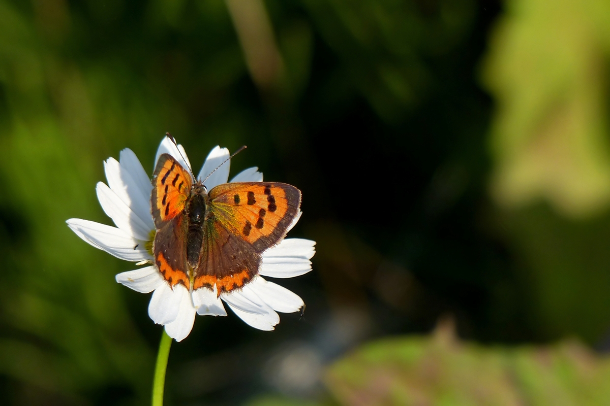 . Der Kleine Feuerfalter (Lycaena phlaeas) ruht sich kurz auf einer Margerite aus. 01.08.2014 (Jeanny)