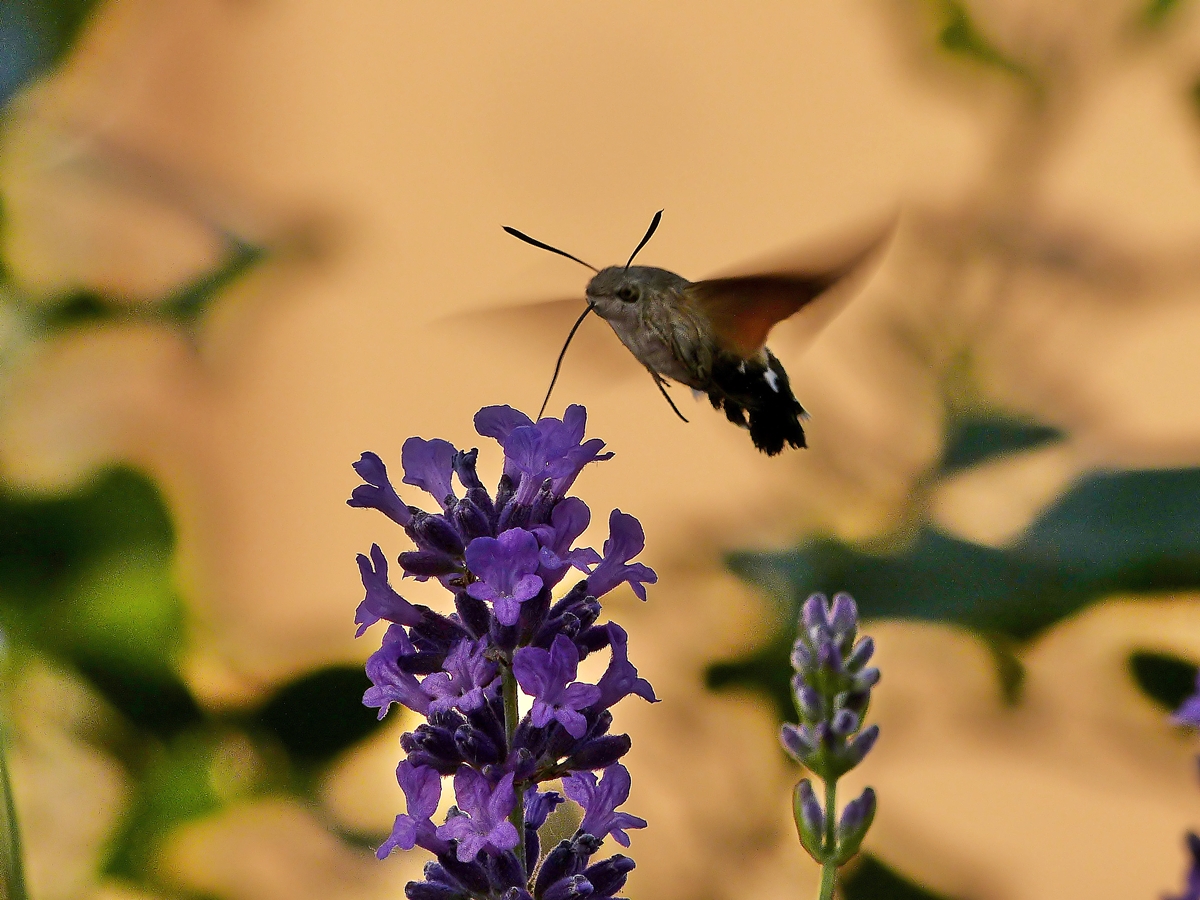 . Der Versuch eines dieser immer flatternden Dinger bildlich festzuhalten - Ein Taubenschwnzchen (Macroglossum stellatarum) beim abendlichen Lavendelnektarnaschen. 11.06.2014 (Jeanny)