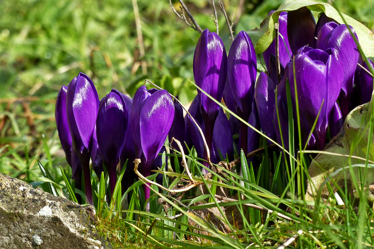 . Die ersten Farbtupfer in unserem Garten. 24.02.2016 (Jeanny)